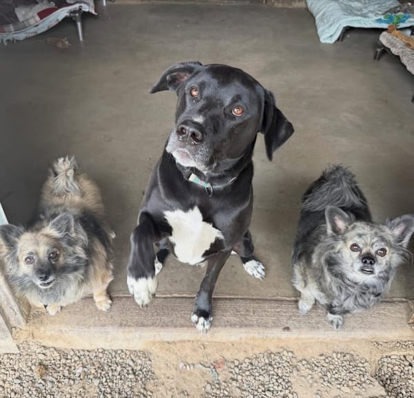 Happy Little Rescue Seeks Volunteers, Donations, and Support This Weekend in Mesa County